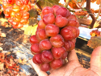 맛집사 마이하트포도 레드 샤인머스켓 캔디하트포도 : 맛집사