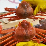 라면용홍게 자숙 포항 구룡포 연지 홍개 찜 라면 볶음 죽 요리 3kg : 꼬꼬마짱 라이프몰