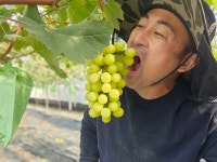 [토마토오빠네] 충남 예산 농장 직송 샤인머스켓 가정용 실속형 3kg 5kg : 토마토오빠