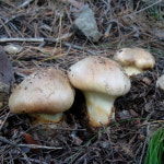 강원도 자연산 송이버섯 국내산 자연 송이 : 자연다듬