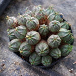 미니오베사 401006   - 키우기 쉬운 다육식물 다육이 가드닝 반려식물 공기정화식물 인테리어 플랜테리어 정원식물 : 곰도리다육