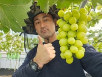 [토마토오빠네] 충남 예산 농장 직송 샤인머스켓 가정용 실속형 3kg 5kg : 토마토오빠