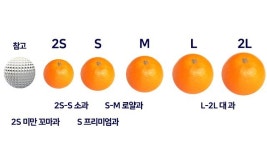 제주 서귀포 고당도 하우스 유라 조생 귤 5kg : 불편한집