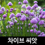 차이브 씨앗 서양 부추 종자 허브 씨 부추씨 1g : 가람원