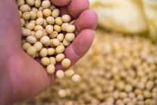 [콩국수전문점] 소오비콩물 서리태콩물900ml 콩국물 콩국 : 소오비두부집