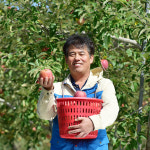[신기농원] 2024 문경사과축제 감홍 가정용 사과 10kg : 신기농원
