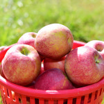 [신기농원] 2024 문경사과축제 감홍 가정용 사과 10kg : 신기농원