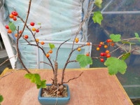 까마귀밥나무(열매달림) 토종식물 화분 인테리어식물 선물용분재 카페식물 정원수 : 토종식물농장