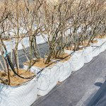 깨비농장 블루베리 차광막 깨비화분 : 깨비농장