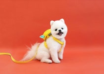 반려견 강아지 외출 산책용품 애견 백팩+하네스+리드줄 스누피 세트 : 본앤볼