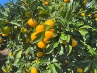 이가네제주농장 제주서귀포밀감 황금향 조생귤 노지감귤 3kg,5kg,10kg  타이벡 고당도 : 이가네 제주농장