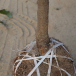 복숭아나무 묘목 4년생 결실주 황도 복숭아 : 한밭농원