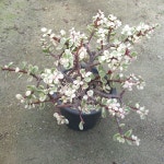 컬러 아악무 랜덤발송 Portulacaria afra var. foliis-variegatis 다육 다육이 다육식물 반려식물 국민다육 590 : 수암다육농장
