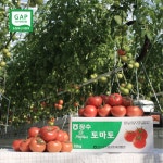 [농장직송] GAP인증 완숙토마토 | 3kg, 5kg, 10kg | 주스용 | 대과 : 따부농원