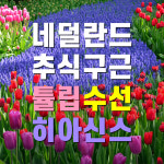 네덜란드 튤립,수선,히아신스 구근 모음 : 리아프 가든센터