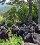 완도 약산 하늘흑염소/약산흑염소농장/흑염소즙/흑염소진액/액기스/방목하여 정성스럽게 키워 좋은 재료를 넣은  흑염소진액(1마리)... 