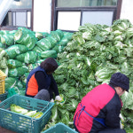 홍천농장 고랭지절임배추 10kg(약4-5포기) : 초록사랑