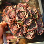 수연 951012   - 키우기 쉬운 다육식물 다육이 가드닝 반려식물 공기정화식물 인테리어 플랜테리어 정원식물 : 곰도리다육