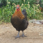 2024 충남 양계장 직영 고급맛닭/토종닭 한정수량/겨울철 보양식/재래 토종닭/ 우리맛닭2 닭 판매 : 백운농산축산물도매몰