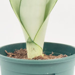 가든온 문샤인 산세베리아 다육식물 키우기쉬운 실내공기정화식물 : 가든온 라인