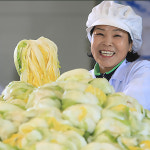 해남 절임배추 절인배추 김장배추 휘파람 20kg : 절여주는언니