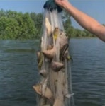 초크그물 붕어그물 물고기쵸크 민물쵸크 고기망 어망 12절 4절 5절 6절 : 알라딘샾