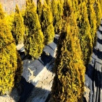 에메랄드골드(측백)수고30~40cm(2주묶음)묘목/H1473 : 카카호호1