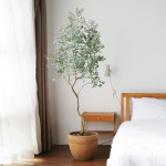 유칼립투스 눈부시게 아름다운 색감 허브 식물 카페 인테리어 향기나는 공기정화 식물키우기 : 한가족농원