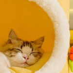 고양이 겨울집 숨숨집 이불 강아지 극세사 하우스 반려묘 쿠션 집 중형 : 부투펫