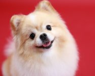 [퀸즈가대구점 & 아이톡] 대구 반려견 프로필 강아지 증명사진 : 아이톡  퀸즈가 스튜디오