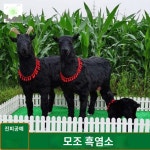 포토존 안뜰 조형물 인테리어 대형 가든 흑염소 조각 : HILLZO-URBAN