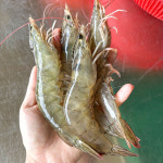 국산 제철 활 흰다리새우 왕새우 생새우 회 1kg : 더 파시