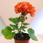 제라늄 송살구 : 엄마의 가든