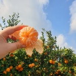 제주 청귤, 노지감귤 준이네귤농장 직배송 16년 단골 선택 : 제주귤농장 귤향기