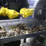 천북굴단지 석화 5kg(2~3인분) 각굴, 양식굴 : 훈이네굴수산