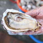 천북굴단지 석화 5kg(2~3인분) 각굴, 양식굴 : 훈이네굴수산
