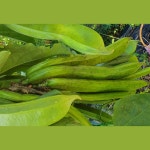 생작두콩 1kg 백석농장 작두콩 : 백석농장
