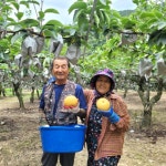 울산 울주 서생배 신고배 선물세트 5kg 7.5kg 10kg : 과일온