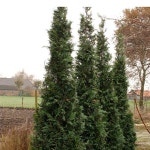 서양측백(마르틴)6치포트묘/묘목/H1481 : 카카호호1