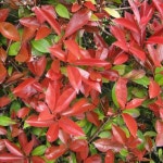 홍가시나무(레드로빈)수고60CM(2주묶음)/묘목/H1504 : 카카호호1