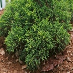 진백나무/삽목2년포트묘(10개묶음)/묘목/H1490 : 카카호호1