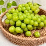 고당도 송산 김 영 천 상주 앤 영동 레드 샤인머스 켓 캣  농장 가격 : 과채랑