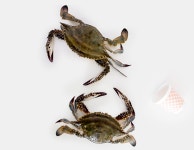 서해안 신지도 빙장 숫꽃게 톱밥꽃게 제철가을 활 꽃게 1Kg,3Kg,5Kg : 오병이어스토팜