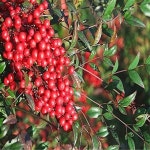 남천나무/실생2년포트(8주묶음)/묘목/H1512 : 카카호호1