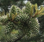 잣나무 묘목 스트로브잣나무 수고H40cm전후 포트묘 : 대성농원