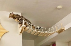 캣타워 고양이 구름다리 놀이터 사다리 계단 인테리어 브릿지 캣워크 스크래쳐 연결 가능한 : 고포리 무역