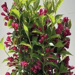 병꽃나무(빅러브)5치포트묘/묘목/H1582 : 카카호호1