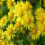 산국/포트묘(15개묶음)/야생화/모종/묘목/H1638 : 카카호호1