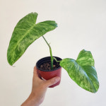 필로덴드론 파라이소 베르디  (동일품 발송) : 그린스토리 춘천