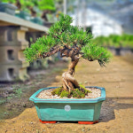 분재1호 해송 / (수도권상품) 소나무분재 흑송 당일무료배송 : 세레머니플라워